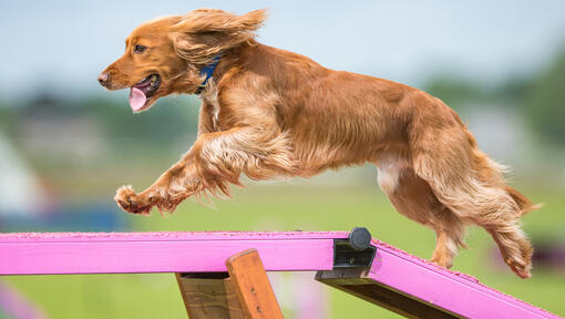 hond die op een plank van een behendigheidscursus loopt