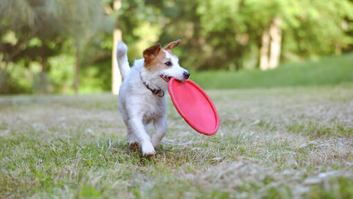 petit chien portant un frisbee rouge