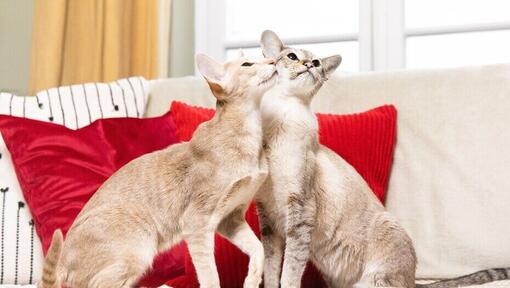 2 chats jouant sur un canapé