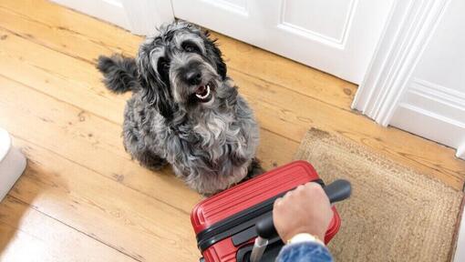 Chien gris assis à côté d'une valise rouge