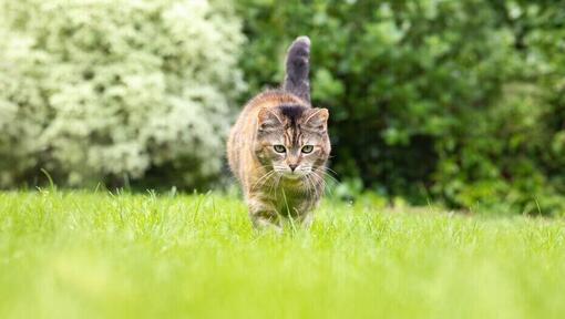 chat qui marche dans l'herbe