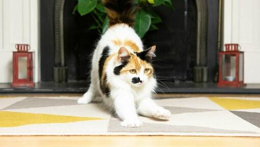 chat qui s'étire devant la cheminée