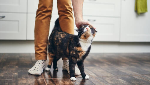 chat est caressé entre les jambes du propriétaire