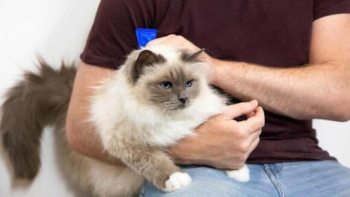 homme avec chat pelucheux