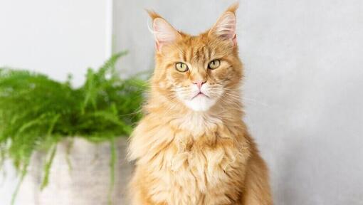 Ginger Maine Coon zitten