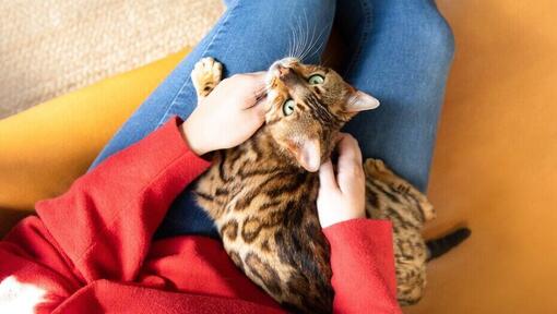 Bengaalse kat, zittend op de schoot van de eigenaar