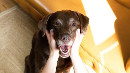 Vrouw met chocolade labrado's gezicht