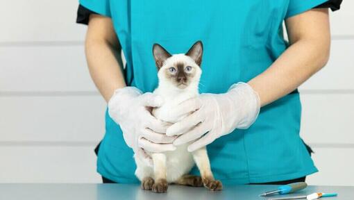 Licht behaarde Siamese kat op dierenartsentafel