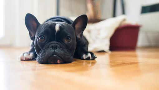 Zwarte Franse bulldog liggend op de grond