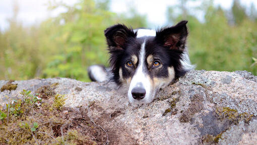 chien au repos tête rock