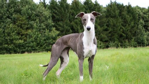 Whippet staat op het gras