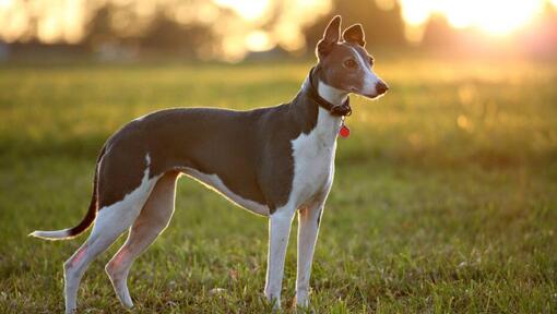 Whippet en zonsondergang