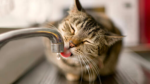 bruine kat drinkwater uit een kraan