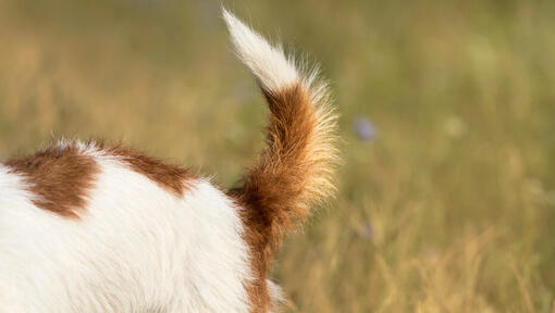 Close up van een pluizige bruine en witte staart