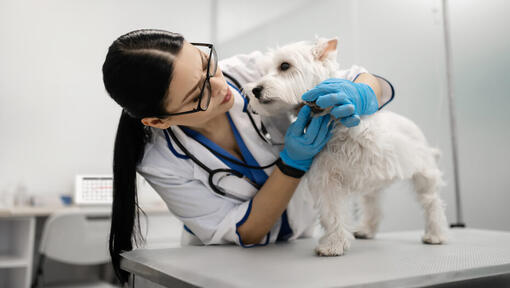 Terriër onderzocht bij dierenartsen