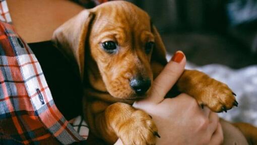 Jeune chiot détenu par le propriétaire