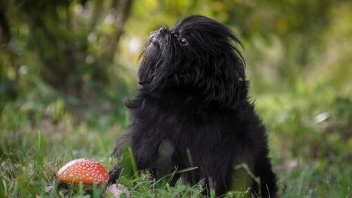 Affenpinscher dans la forêt