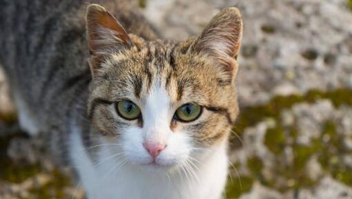 American Wirehair kijkt naar iemand