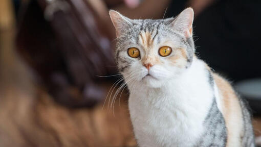 American Wirehair regarde quelque chose avec curiosité