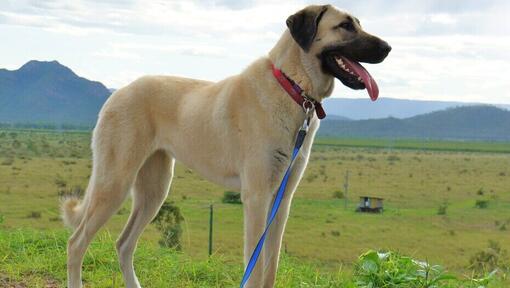 Anatolische herder die zich met open mond bevindt