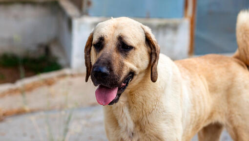 Anatolische herder die zich met open mond bevindt