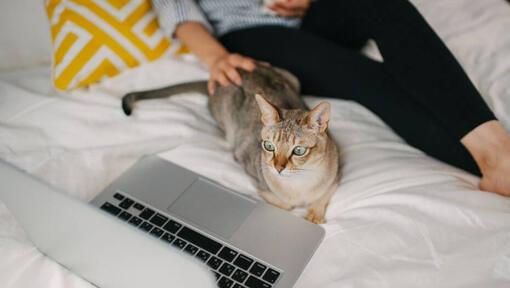 Vrouw kijkt film op haar laptop met haar huisdier - Aziatische kat