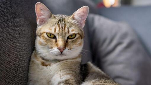 Chat asiatique se prépare à dormir sur le canapé