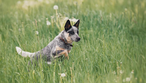 Australian Cattle Dog en cours d'exécution dans le domaine