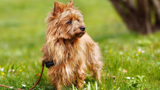 Australian Terrier met gemberjas op het gras