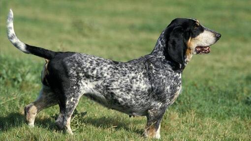 Basset Bleu De Gascogne staat in het veld 