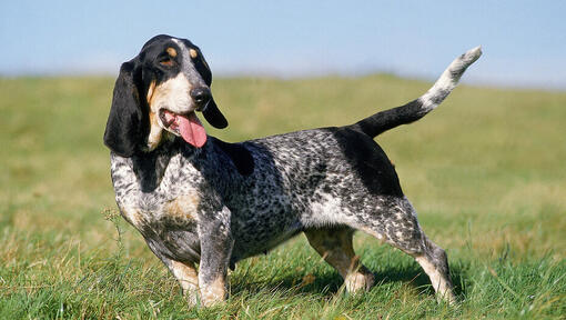 Basset Bleu De Gascogne staat in het veld 