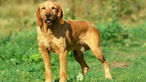 Basset Fauve De Bretagne sur le terrain