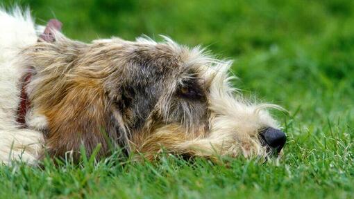 Grand Basset Griffon Vendeen liggend op de grond