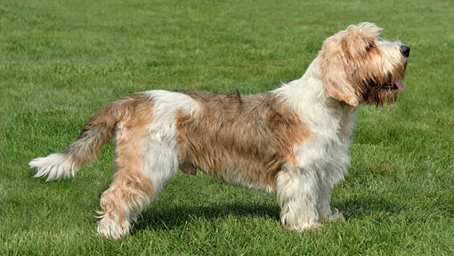 Petit Basset Griffon Vendeen die zich op het gras bevindt