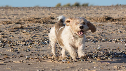 Petit Basset Griffon Vendeen loopt 