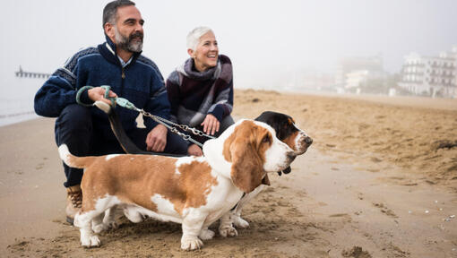 Basset traîne avec les propriétaires sur la plage.