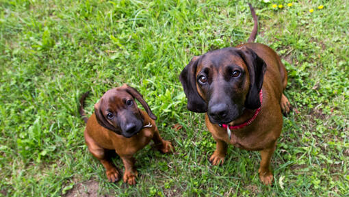 Deux chiens de montagne bavarois regardant propriétaire