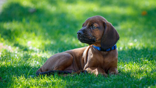 Beierse Bergpuppy die op het gras liggen