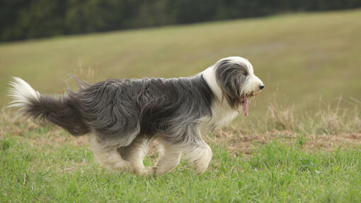 Bearded Collie sur le terrain