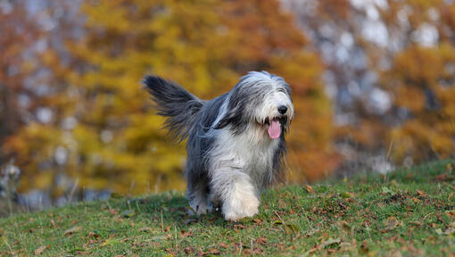 Bearded Collie wandelen in het bos