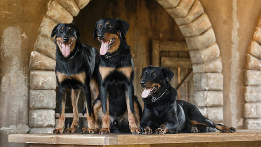 Drie Beaucerons staan