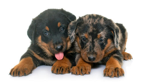 Twee Beauceron-puppy's