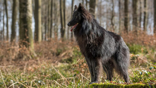 Belgische herder Groenendael in bos