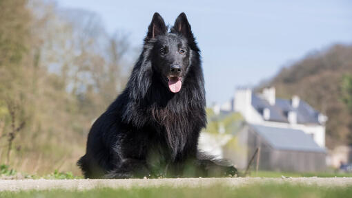 Berger belge Groenendael assis sur le sol