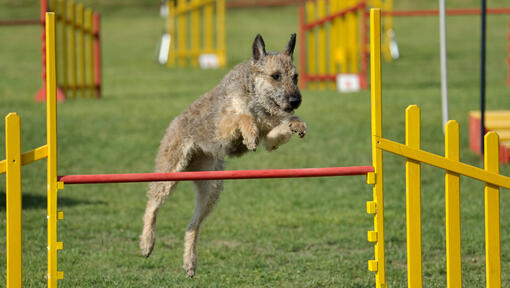 Belgische herder Laekense die over het obstakel springt