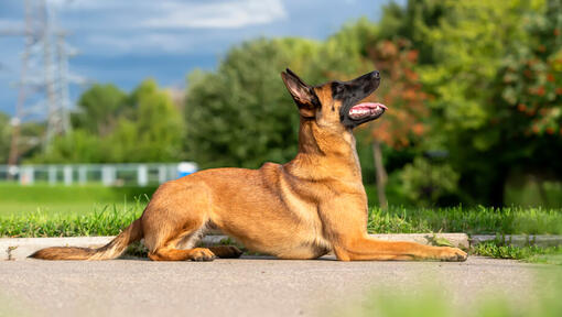 Belgische herder Mechelaar opzoeken