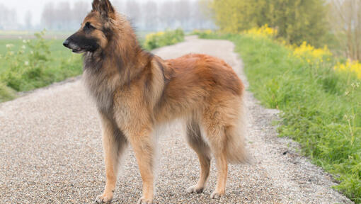 Belgische Herder Tervueren staat op de weg