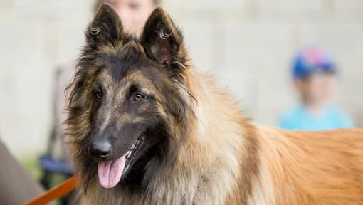 Belgische Herder Tervuren op de wedstrijd