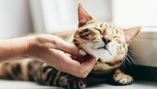 Une femme caresse un chat Bengal, allongé sur le rebord de la fenêtre