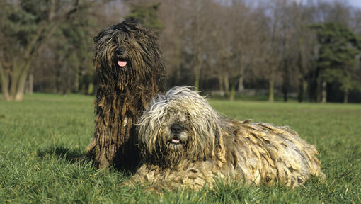 Twee Bergamasco-honden in het veld